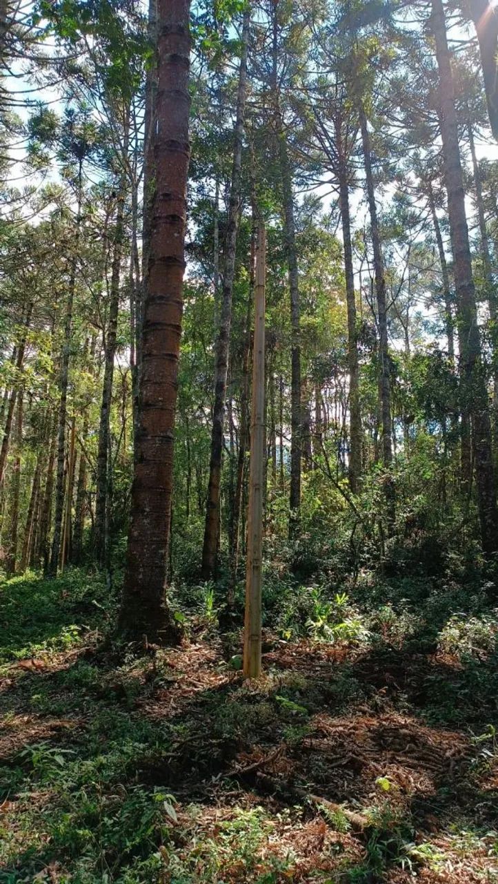 Terreno Em Extrena Com 13mil Metros  - Foto 5