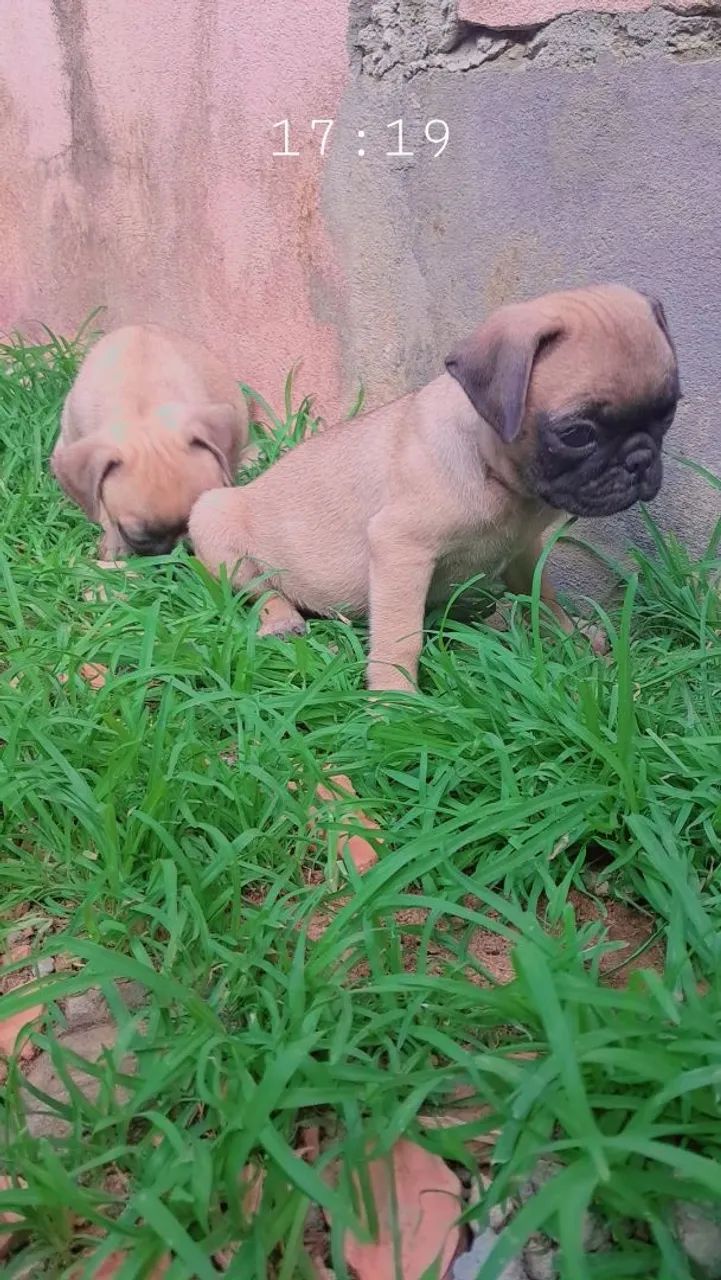 Pug filhote - Foto 2