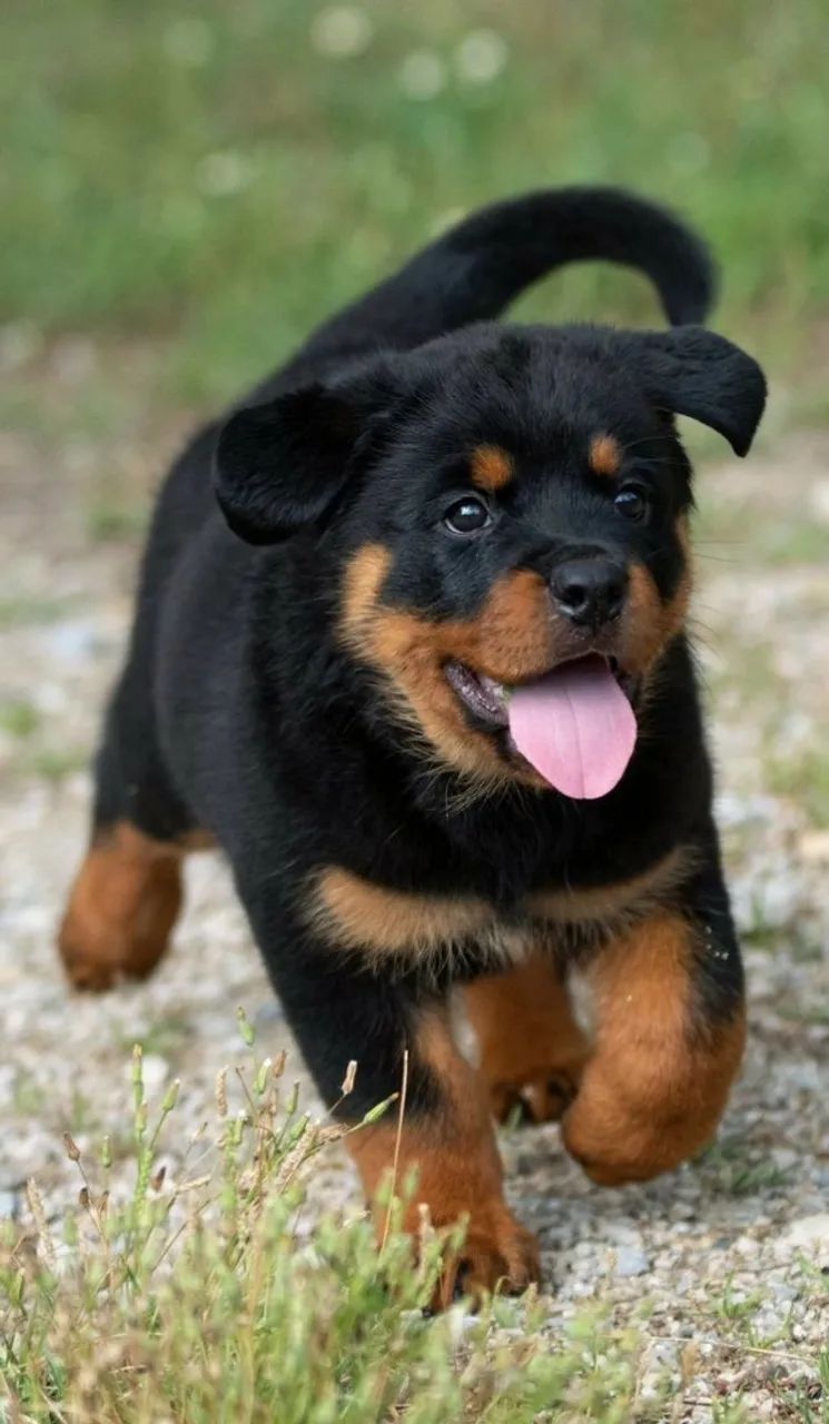 Rottweiler Filhotes  - Foto 2