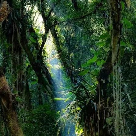 Compro 50.000 a 100.000 hectares de terra para credito de carbono
