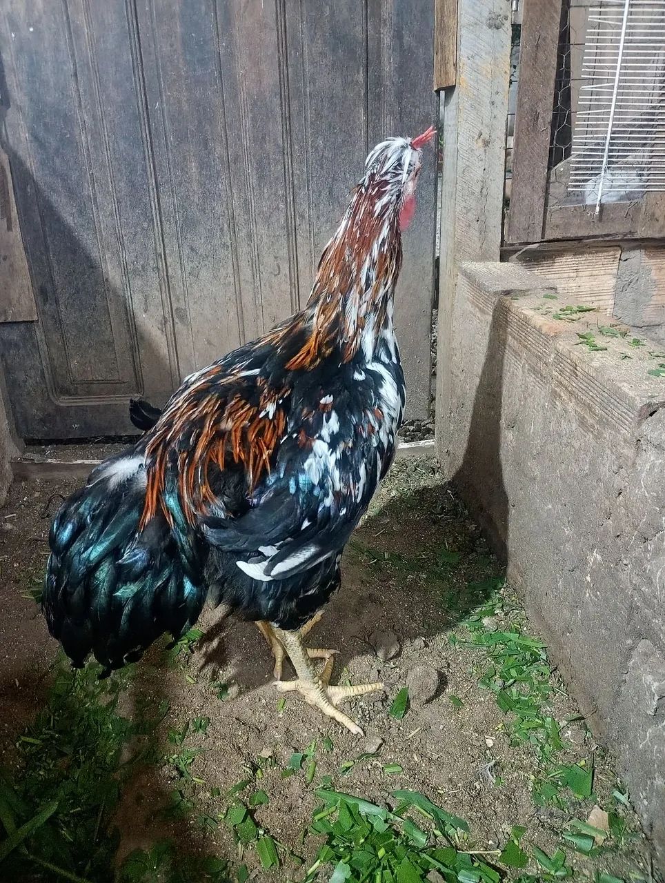 Pintinhos e frangos gsb balão disponível  - Foto 4