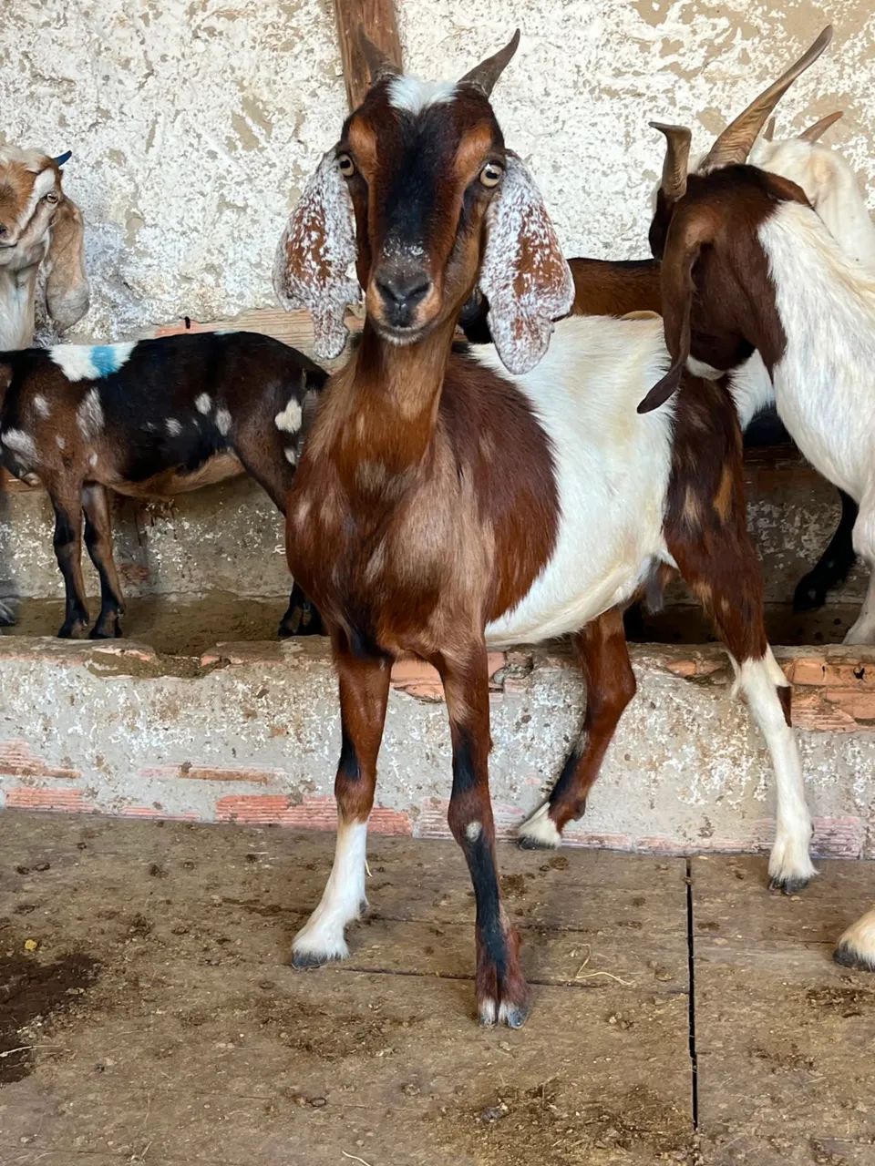 Cabras