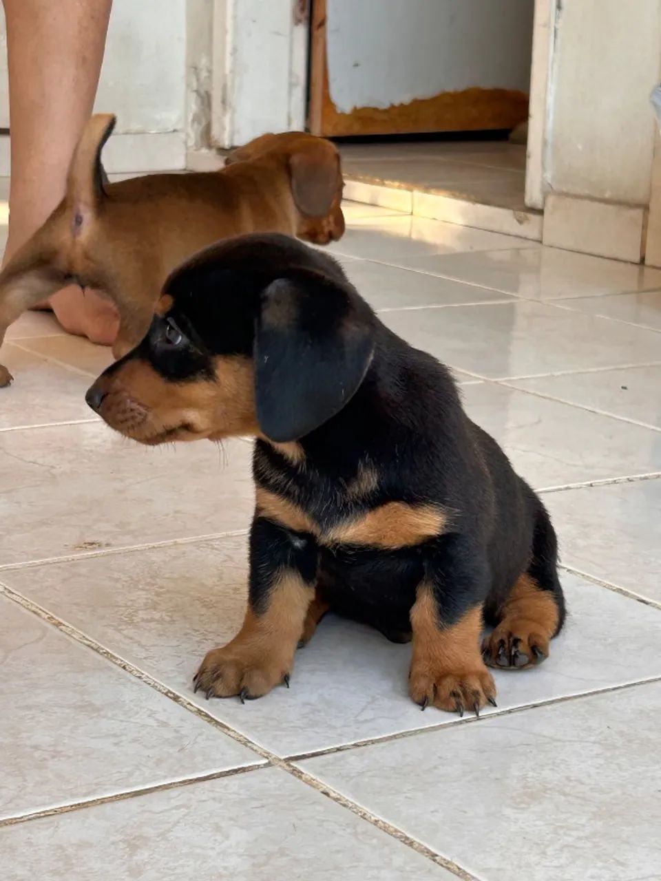 Cachorro Salsicha  - Foto 2