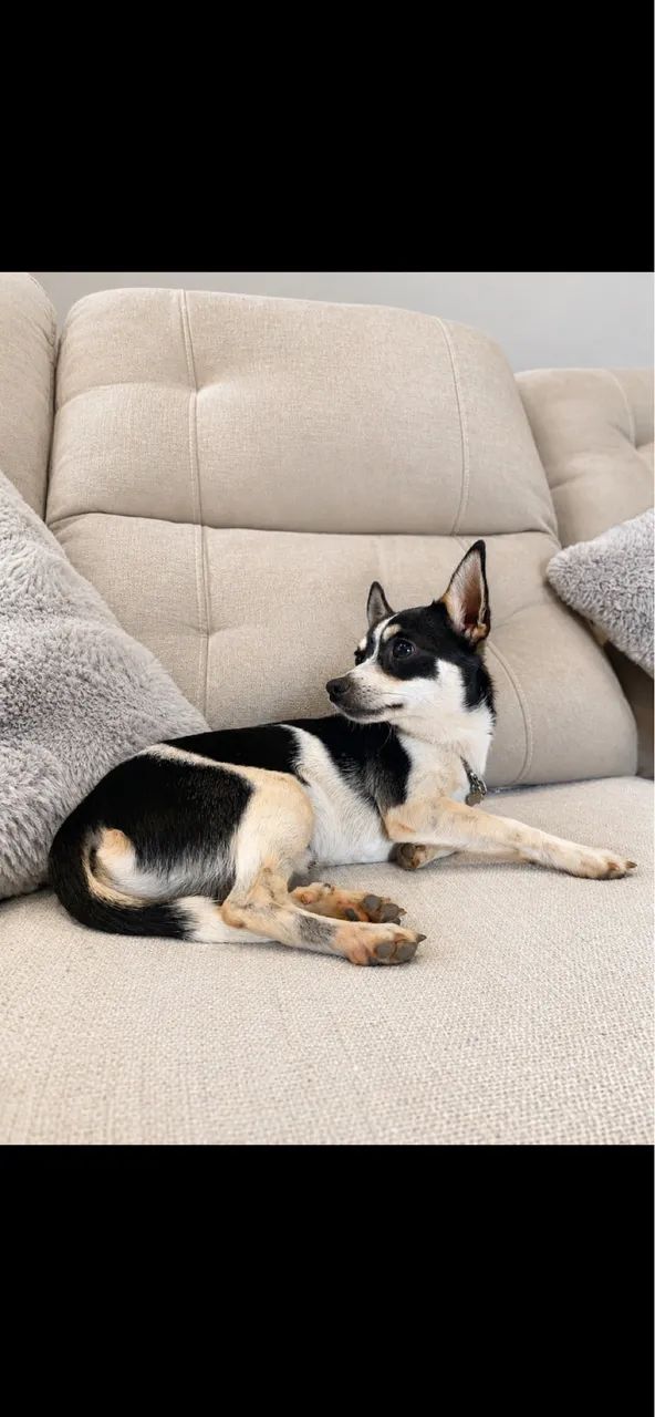 Disponível para cruza Pinscher - Foto 4