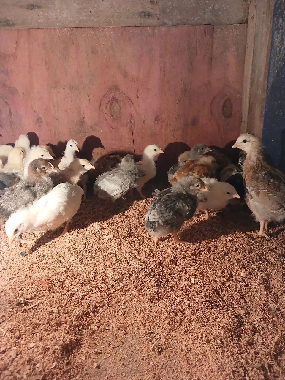 Vendo pintinhos caipira 