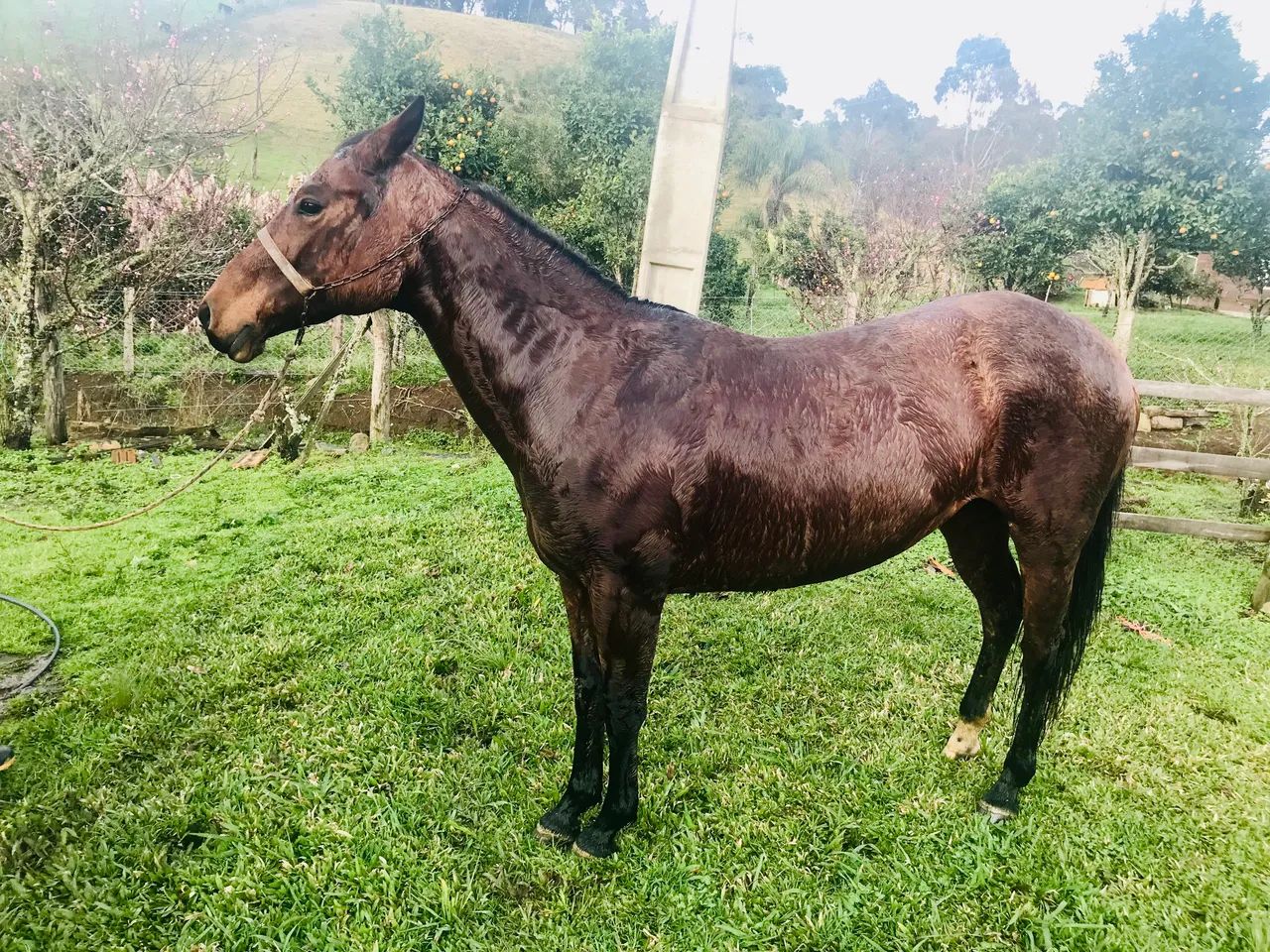 Égua Quarto de Milha  - Foto 5