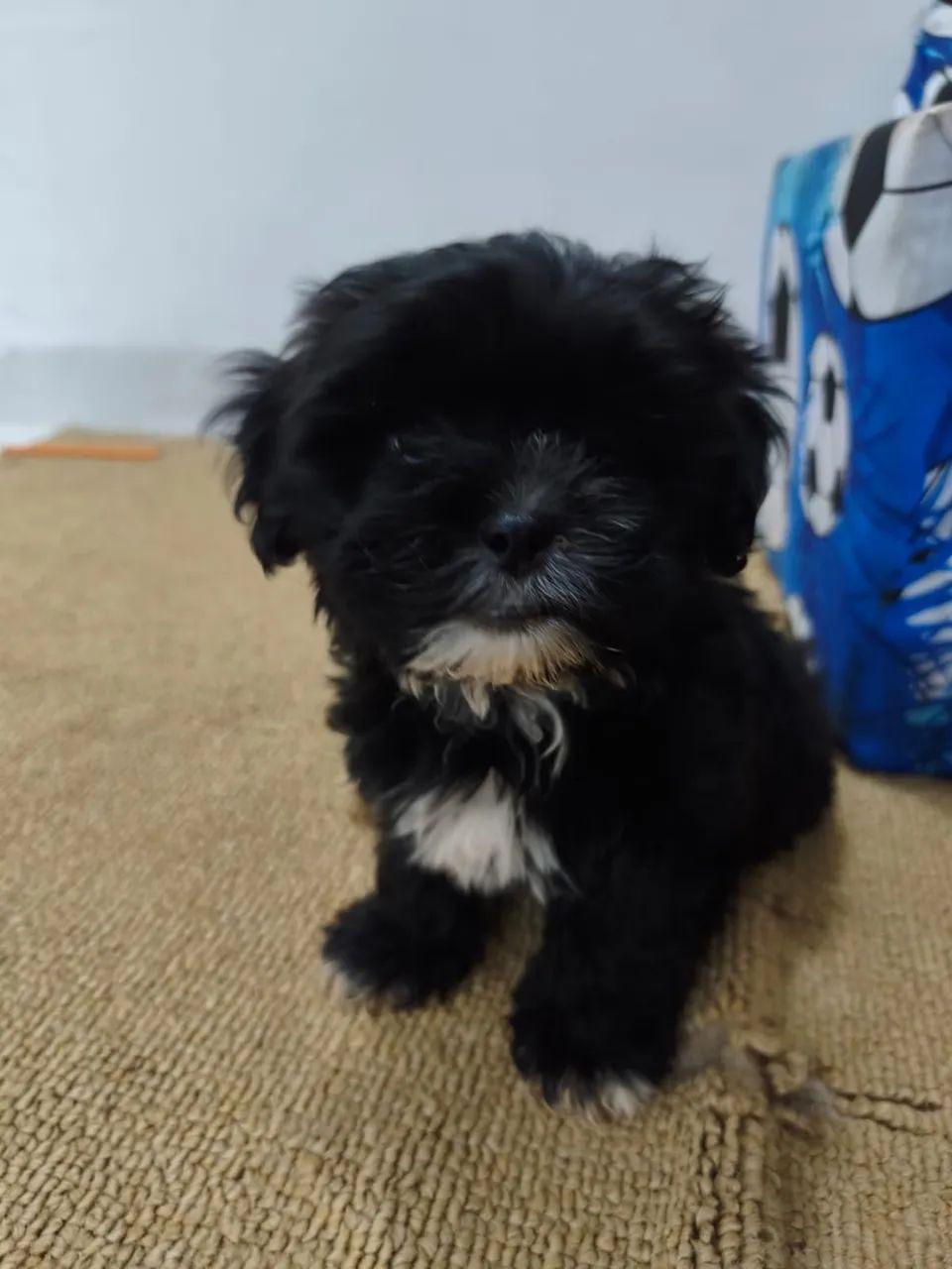 Cachorro  - Foto 2