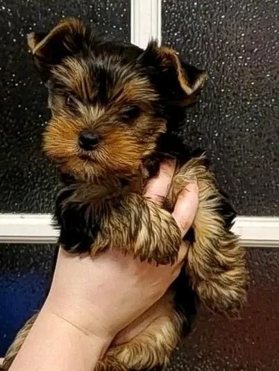 terrier os mine de porte 
