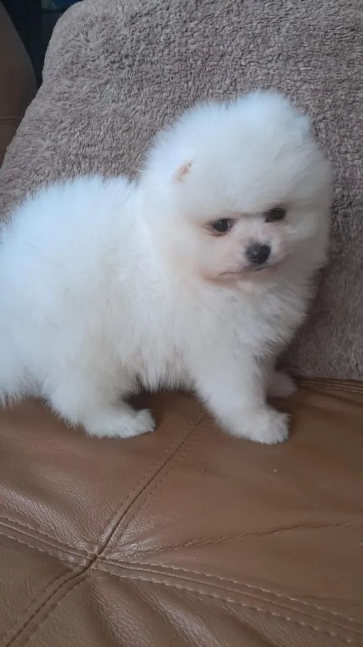 Lulu