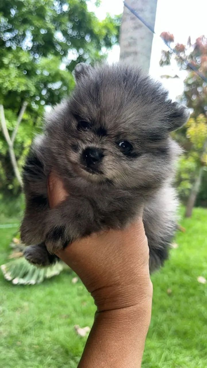 Spitz alemão micro 