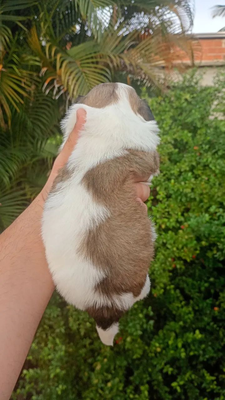 Shitzu macho filhote - Foto 3