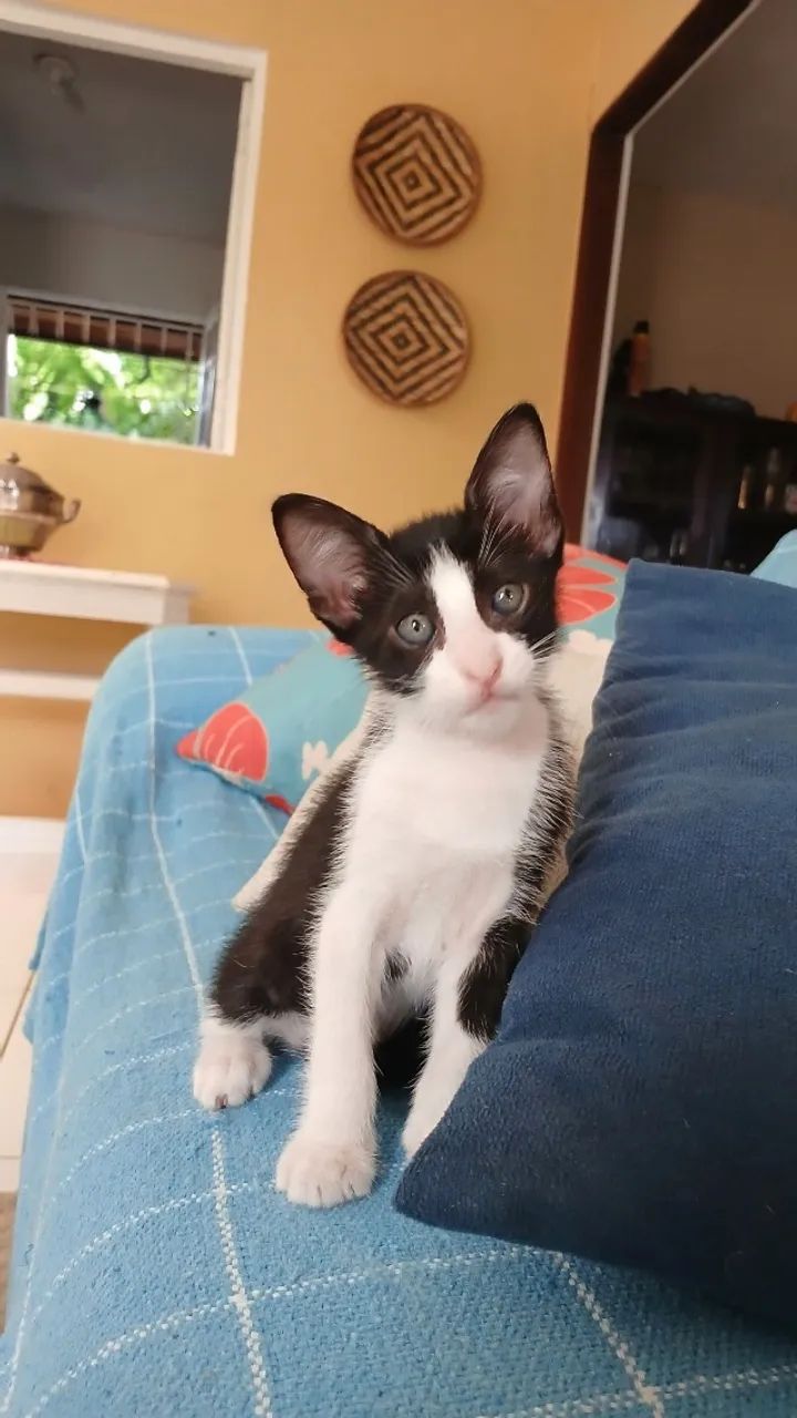 Gatinhos para doação  - Foto 5
