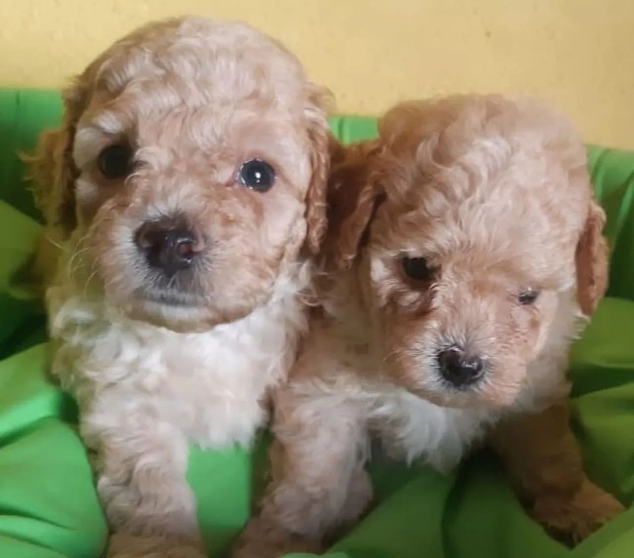 Poodle micro toy macho 