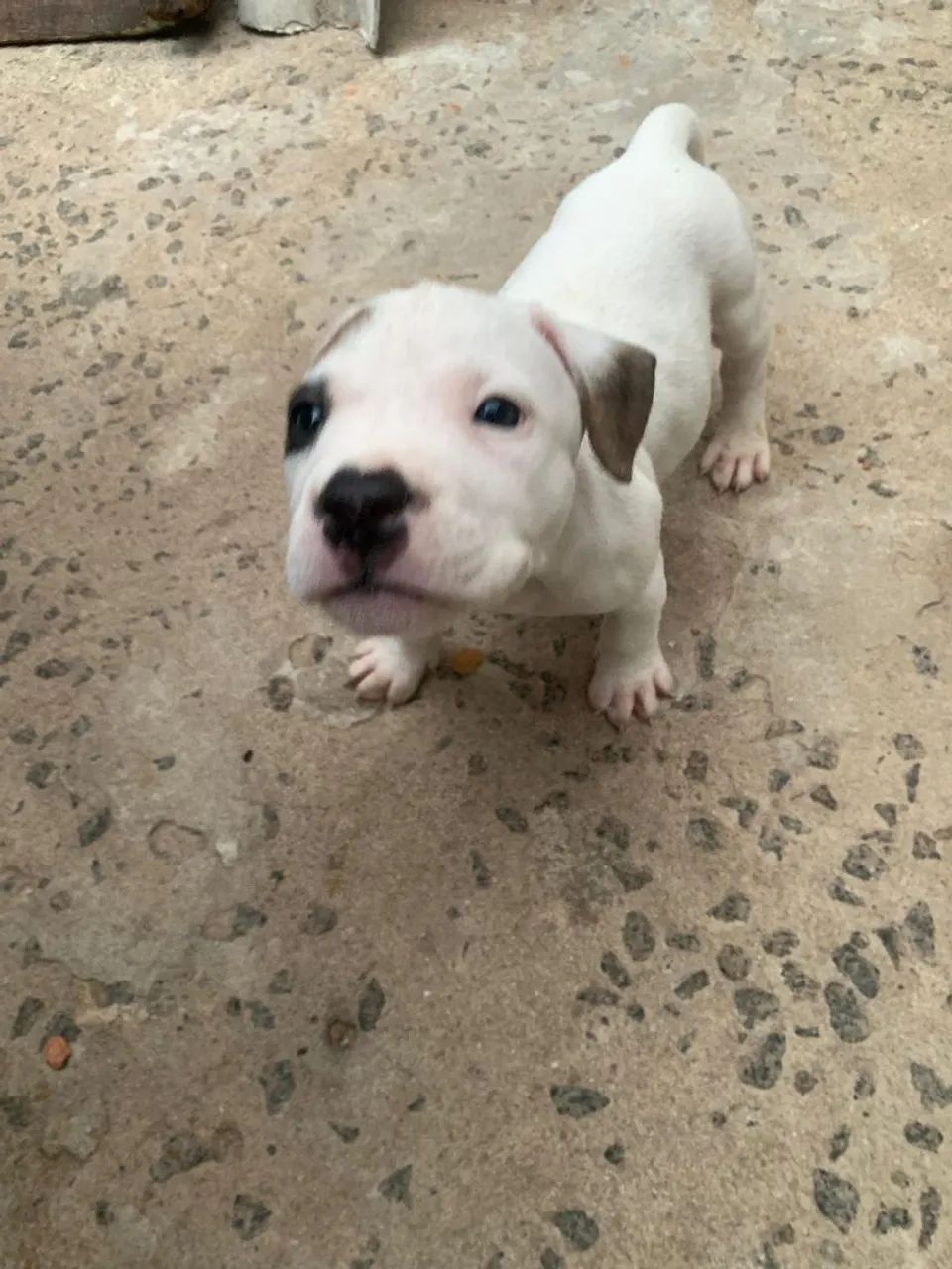 Filhotes American Bully - Foto 4