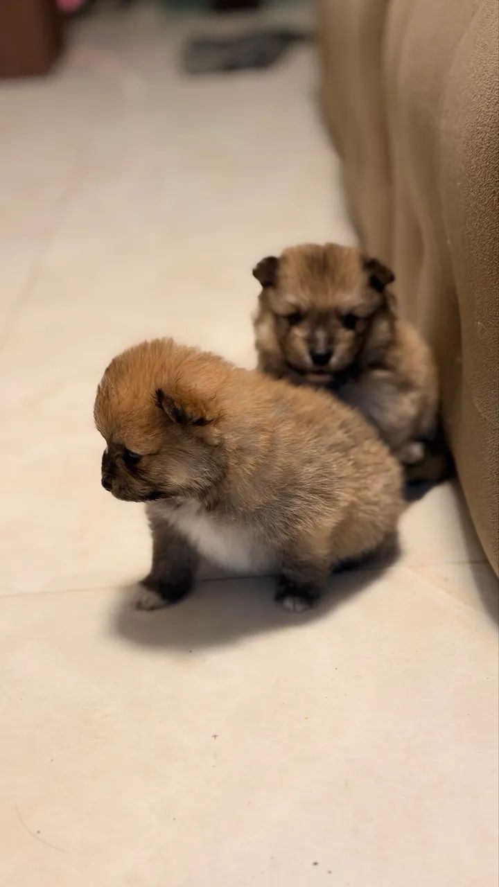 Spitz Alemão Anão (Lulu da Pomerania) - Foto 4