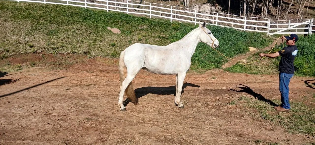 Cavalo Magalarga machador - Foto 2