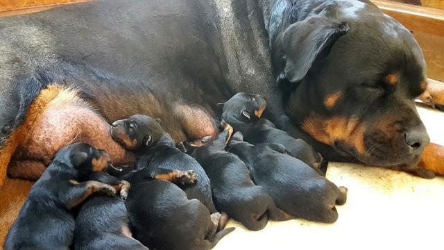 Rottweiler disponivel