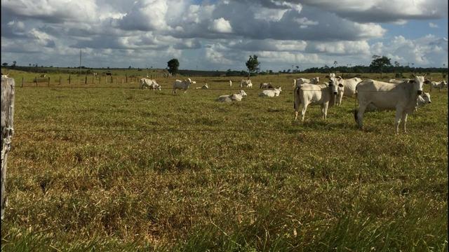 Fazenda em Itagimirim Sul da Bahia - Foto 11