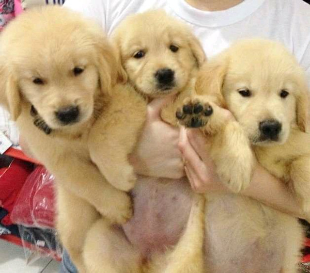 Golden Retriever Filhotes Recibo Garantia De Saude Pedigree Cachorros E Acessorios Jacarepagua Rio De Janeiro 844575568 Olx