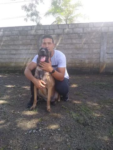 Pastor belga  - Foto 5