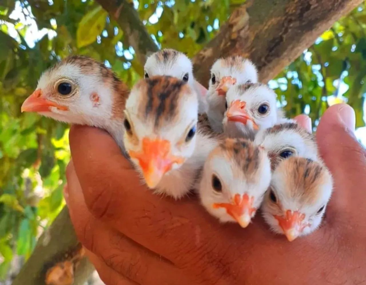 Angolinhas roxo real (pretas)