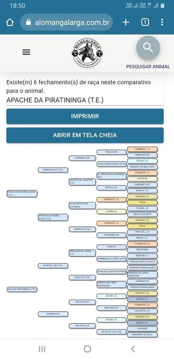 Cavalo mangalarga 4 anos adestrado  - Foto 4