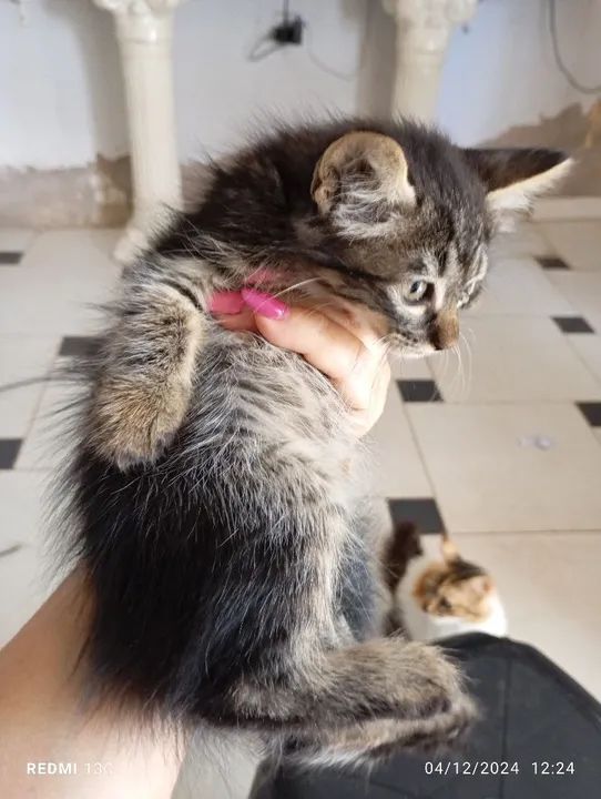 Gatinhos pra adoção  - Foto 2