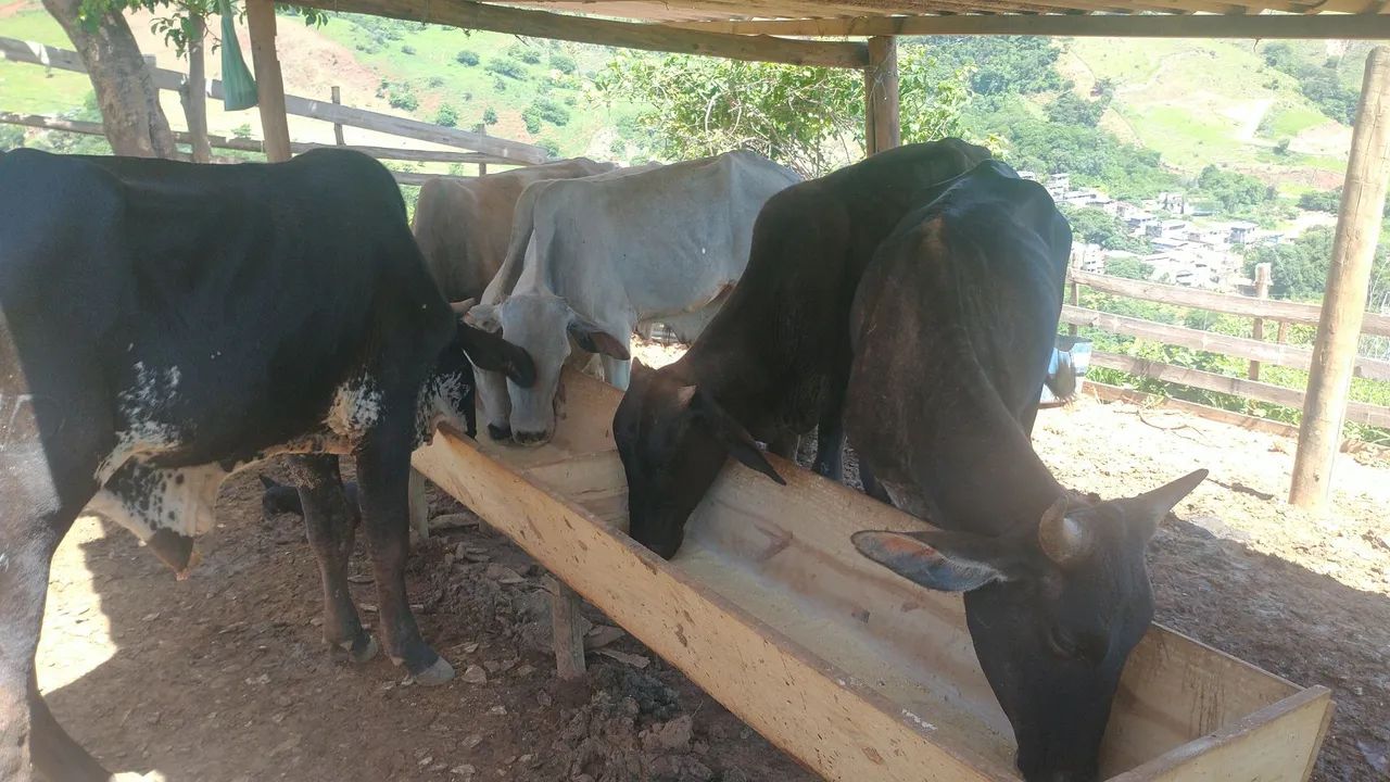 Bezerros para venda - R$ 300@ - Foto 5