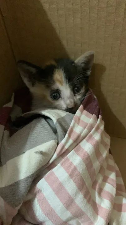 Gatinha Calico Fofinha para Adoção