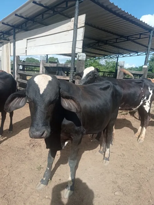Novilhas e gorrotes