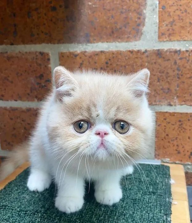 Filhotes de Persa disponíveis Confira 