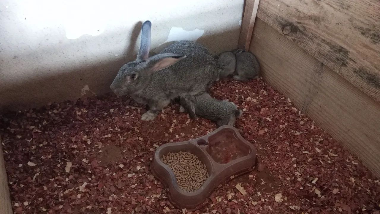 Coelho "Gigante de Flandres) - Foto 3