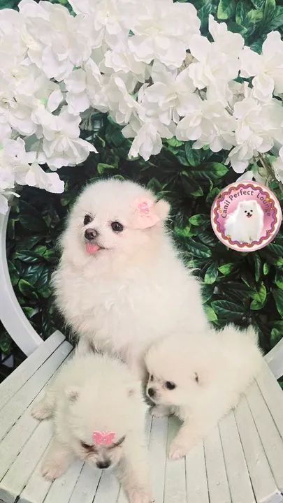 Lulu da Pomerânia  anão linhagem russa Ótima presente de Natal  - Foto 4