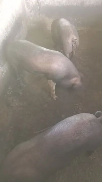 Porco para venda - Foto 3