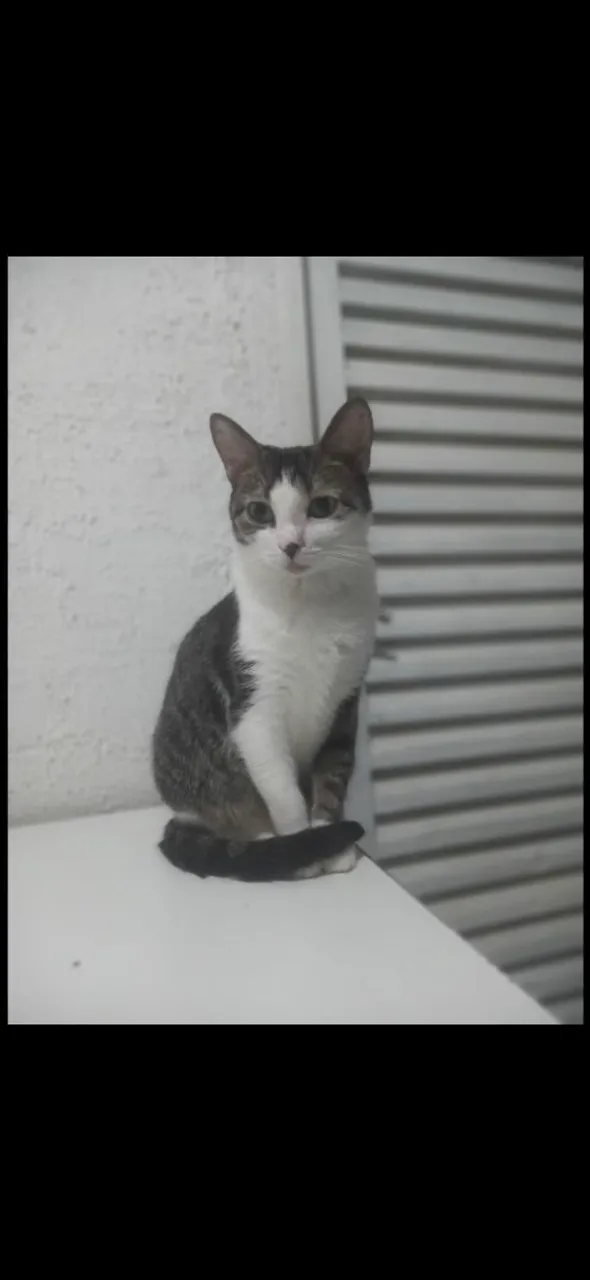Adote Oncinha