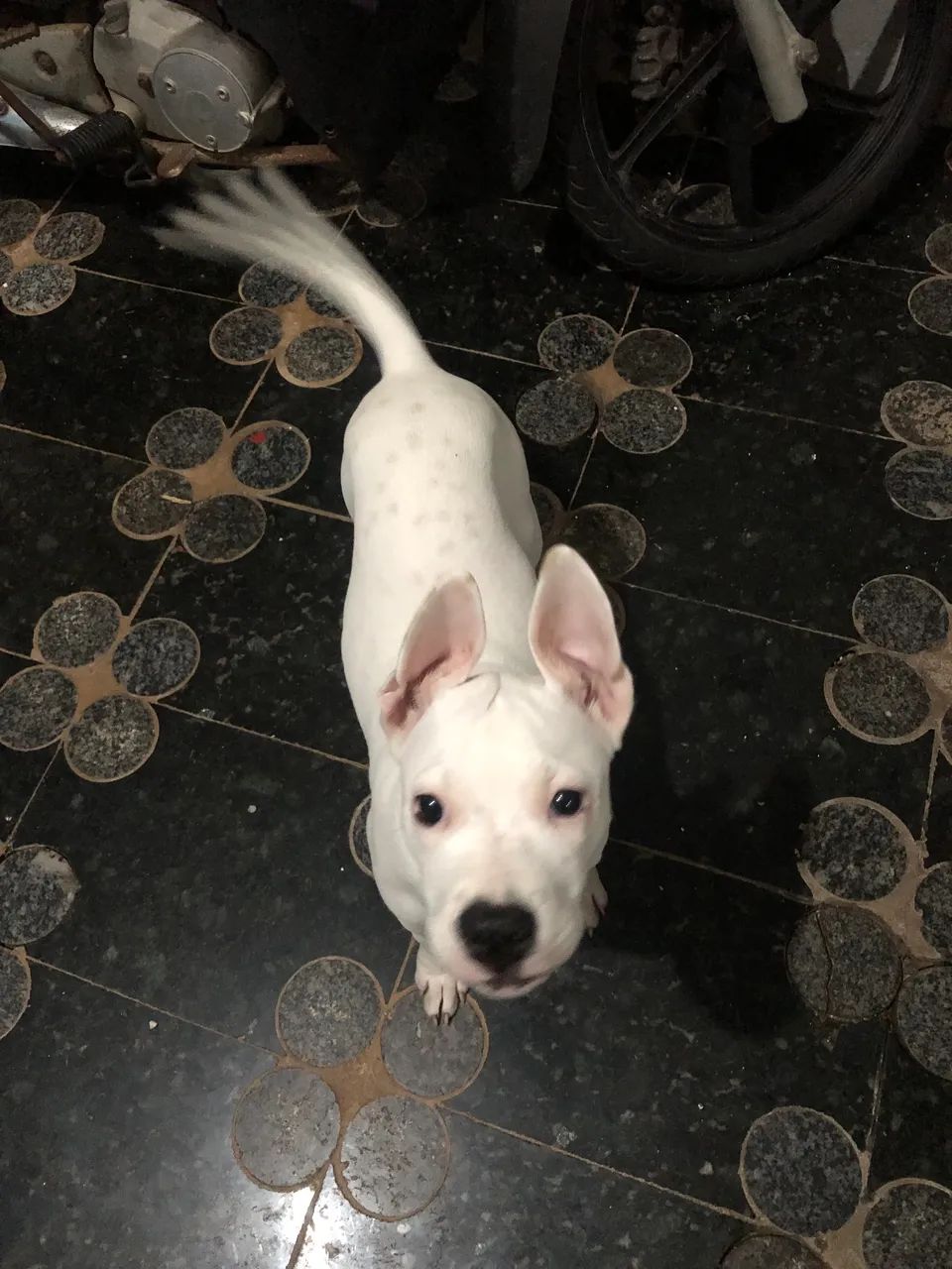 Doação de cachorro Pitbull fêmea  - Foto 2