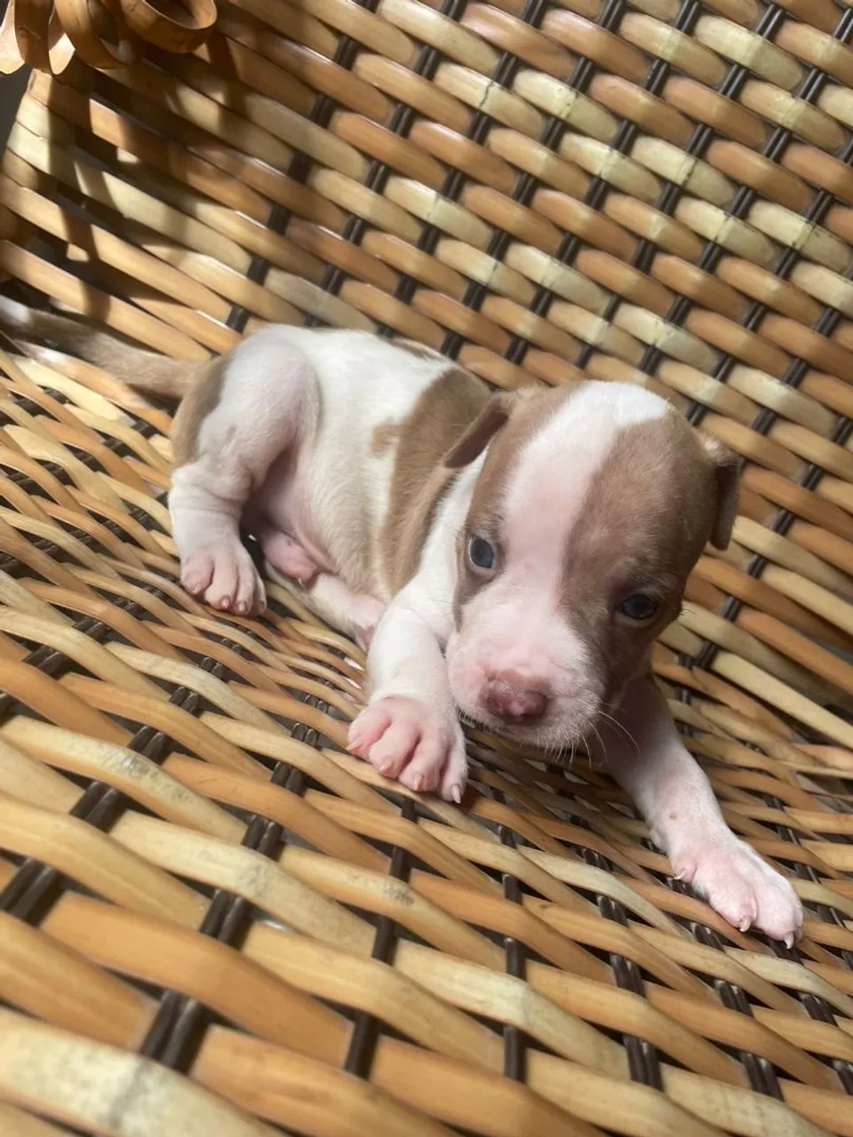 Vendo PitBulls
