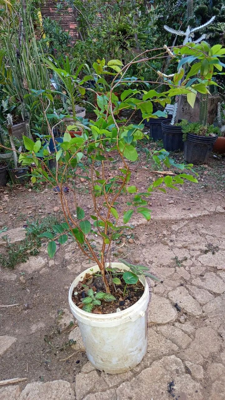 Jabuticaba - Foto 3