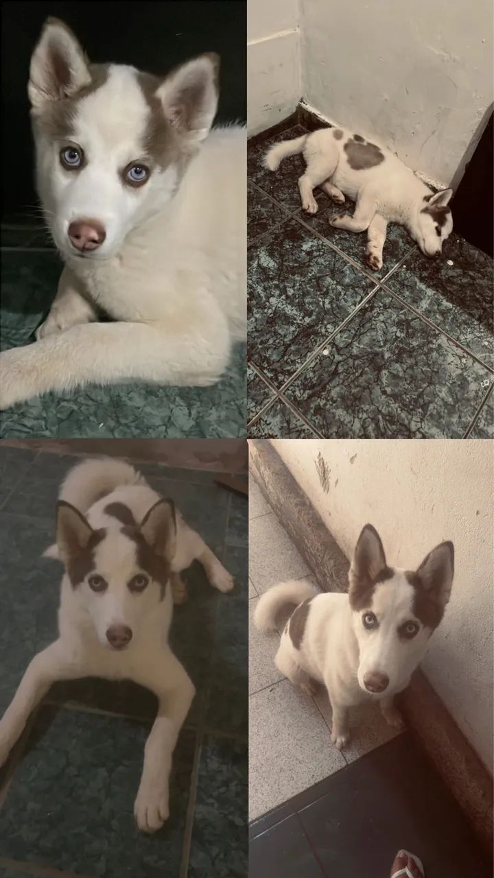 Vendo cachorro  - Foto 5