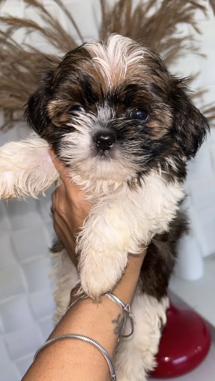 Filhote Shih Tzu - Pelúcia em Forma de Cão!