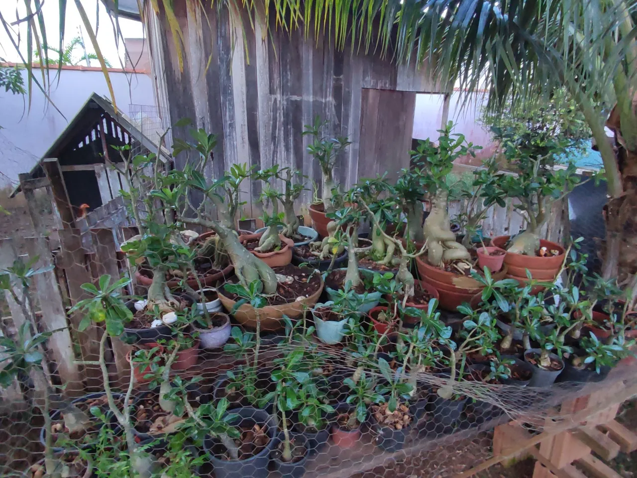 Rosas do Deserto e plantas Ornamentais