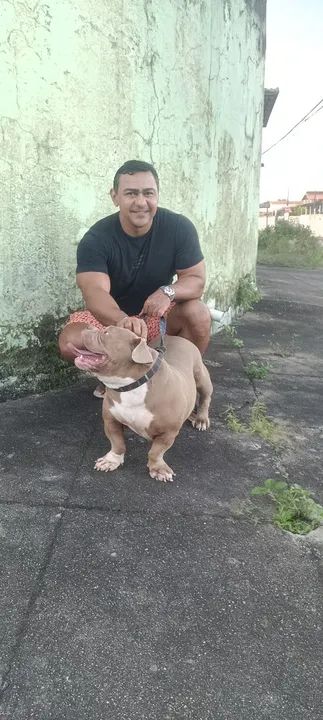 American Bully disponível para cruzamento  - Foto 6