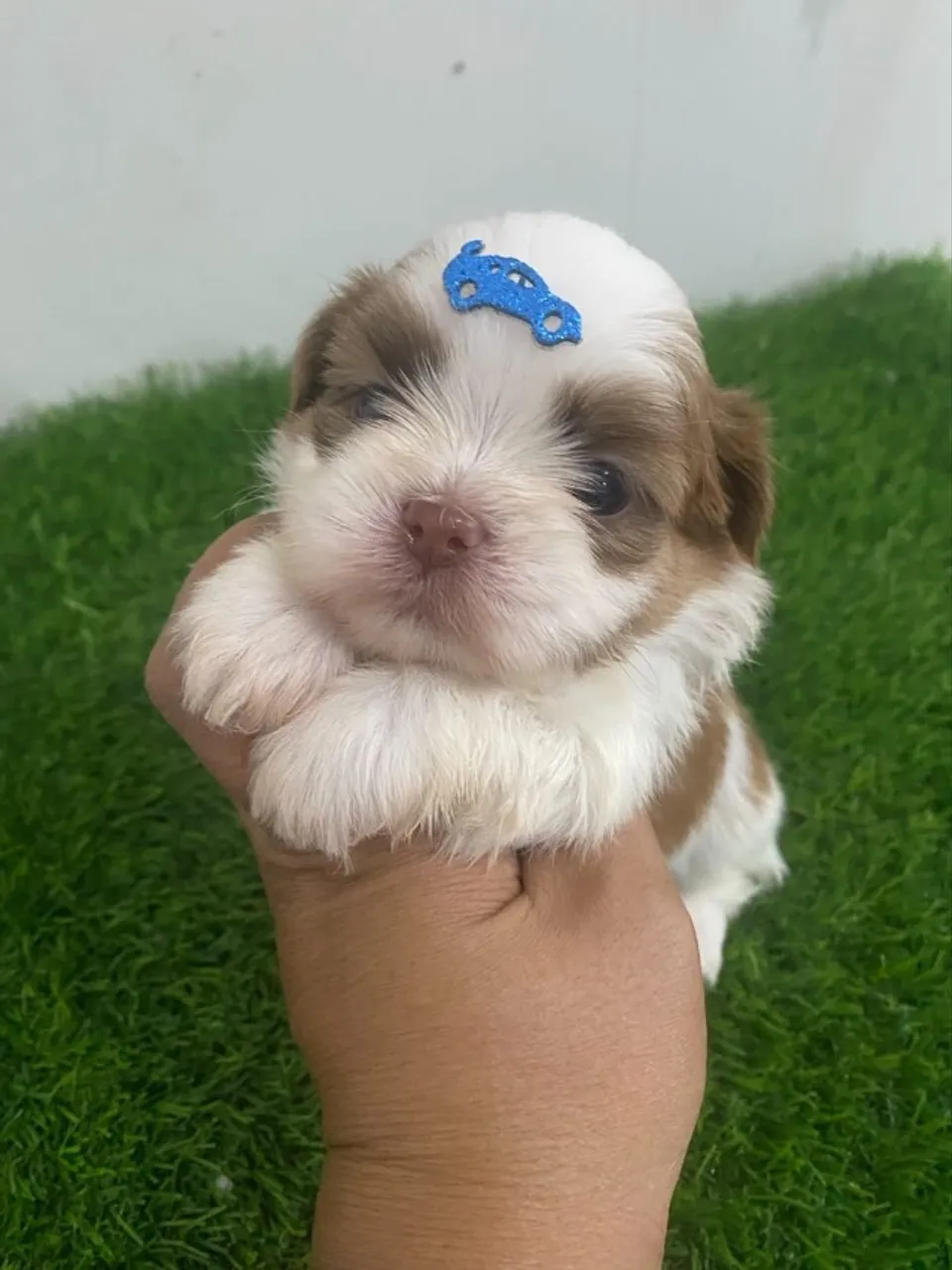 Machinho de Shih tzu fígado com branco