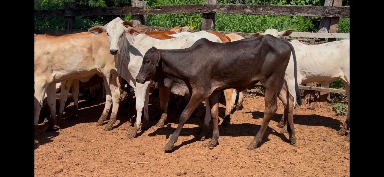 16 bezerras  - Foto 4