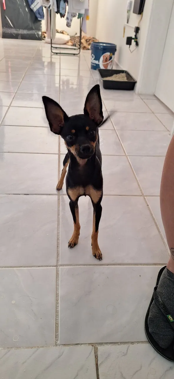 Pinscher Fêmea Miniatura - minúscula