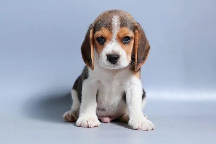 Beagle de ótimo padrão - confira 