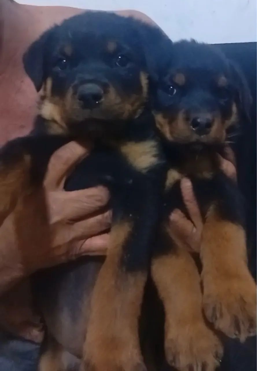 Filhotes de Rottweiler