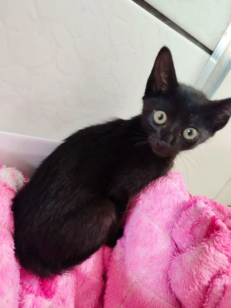 Doação gato  - Foto 2