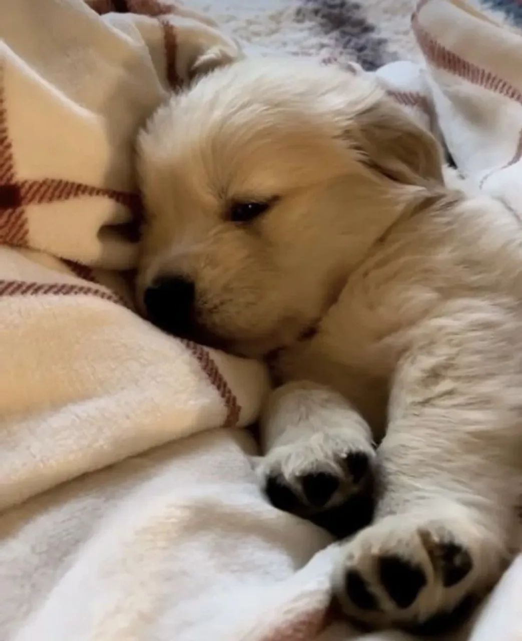 Filhote Golden Retriever | Cor dourado | Com 53 dias 