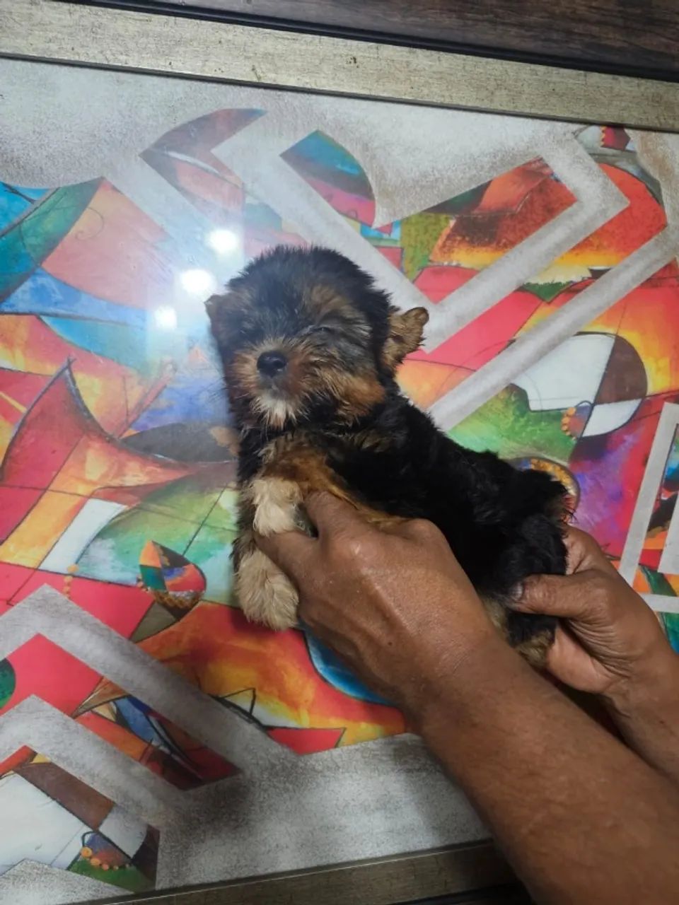 Yorkshire Terrier Puro - Bem Cuidado - Foto 2